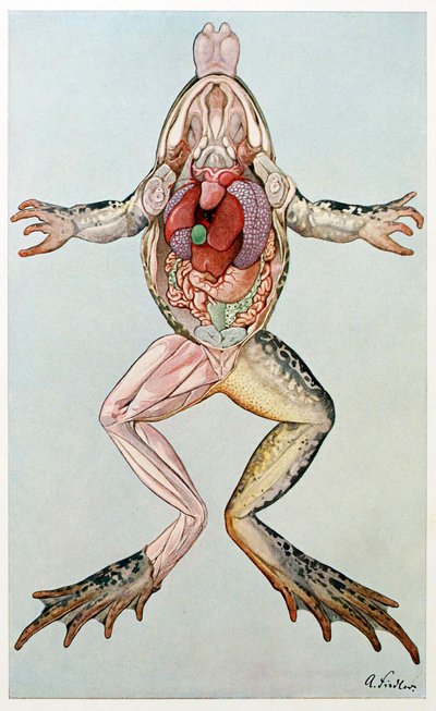 Przekrój anatomiczny samicy żaby, Brehms Tierleben, wyd. 1860. autorstwa German School
