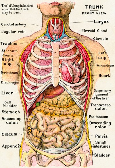Anatomiczny widok ludzkiego tułowia autorstwa German School