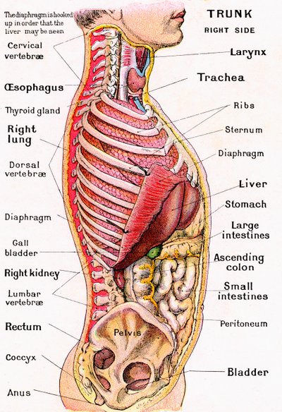 Anatomiczny widok ludzkiego tułowia autorstwa German School