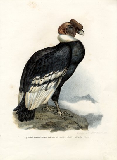 Kondor andyjski, 1864 autorstwa German School