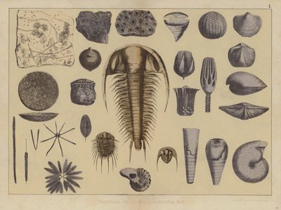 Zwierzęta wczesnego paleozoiku (kolor lito) autorstwa German School
