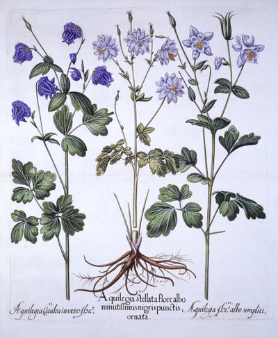 Aquilegia, z Hortus Eystettensis, Basil Besler (1561-1629), wyd. 1613 (grawerowanie ręcznie kolorowane) autorstwa German School