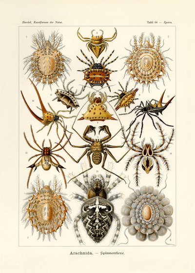 Arachnida, 1899-1904 autorstwa German School