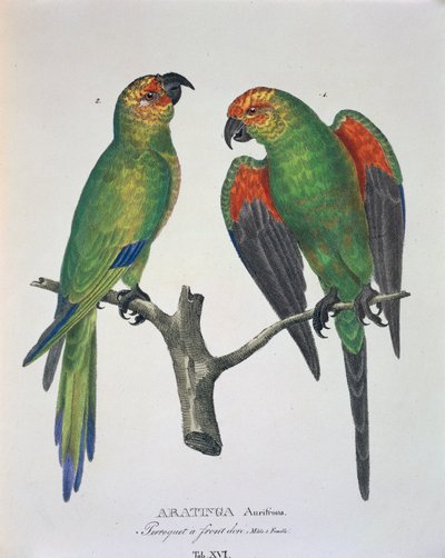 Aratinga Aurifrons (samiec i samica), tabela XVI z „Nowych gatunków ptaków w Brazylii” Johanna Baptist von Spix i Carla Friedricha von Martius autorstwa German School