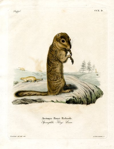 Arctic Ground Squirrel (kolorowy grawerunek) autorstwa German School