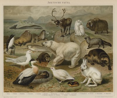 Arktyczna fauna autorstwa German School