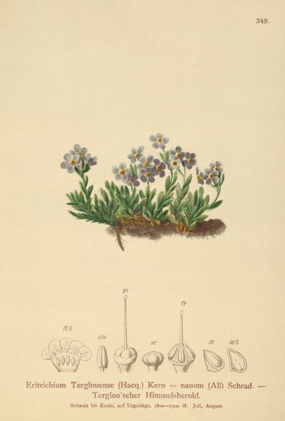 Arktyczna niezapominajka (Eritrichium nanum, Eritrichium Terglouense) autorstwa German School