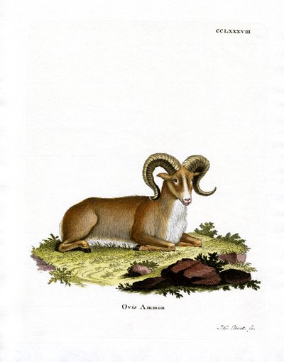 Argali (kolorowy grawer) autorstwa German School