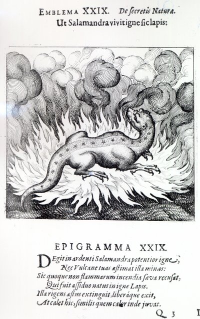 Jak Salamandra żyje w ogniu, tak samo Kamień, Emblemat XXIX od Atalanta fugiens autorstwa Michaela Maiera, 1617 autorstwa German School