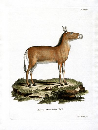 Asian Wild Ass (kolorowy grawerunek) autorstwa German School