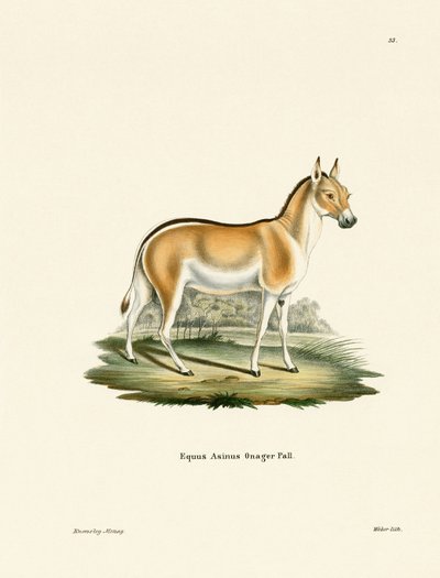 Asian Wild Ass (kolorowy grawerunek) autorstwa German School