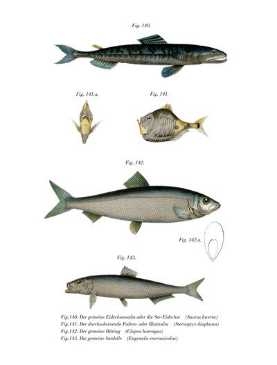 Atlantic Saury (kolor lito) autorstwa German School