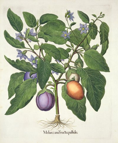 Bakłażan: Melanzana fructu pallido, z Hortus Eystettensis Basila Beslera (1561-1629), wyd. 1613 (ręcznie kolorowane grawerowanie) autorstwa German School