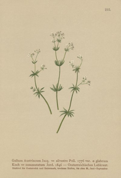Ostrożeń austriacki (Galium austriacum, Galium silvestre (var. glabrum), Galium commutatum). autorstwa German School