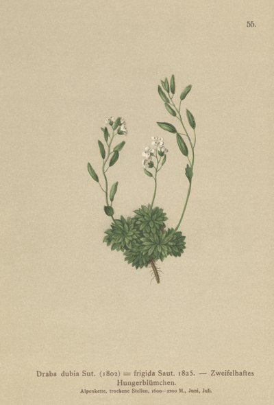 Austriacka Whitlow Grass (Draba dubia, Draba frigida) autorstwa German School