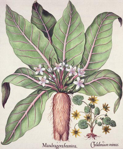 Jesienna mandragora z Hortus Eystettensis Basila Beslera (1561-1629) wyd. 1613 (ręcznie kolorowane grawerowanie) autorstwa German School