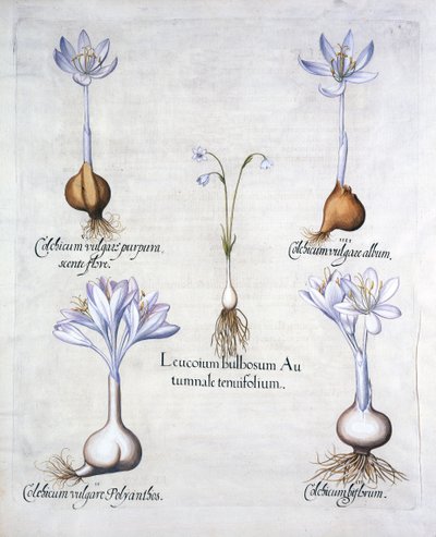 Jesienne płatki śniegu i szafrany łąkowe, z Hortus Eystettensis, Basil Besler (1561-1629), wyd. 1613 (grawerowanie ręcznie kolorowane) autorstwa German School