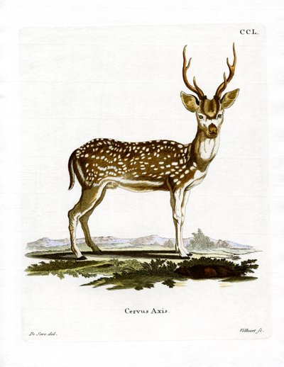 Axis Deer (kolorowy grawerunek) autorstwa German School