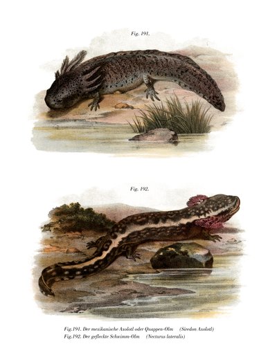 Axolotl (członkowie kolorowi) autorstwa German School