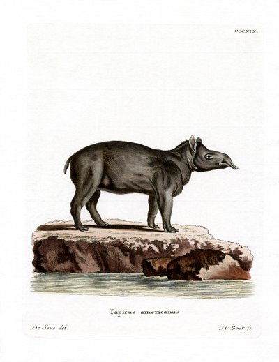 Tapir Bairda (kolorowy grawerunek) autorstwa German School