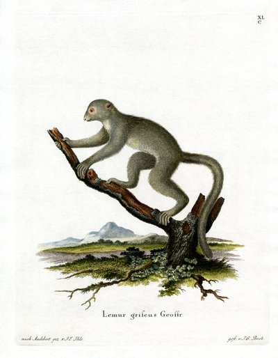 Bambusowy Lemur (kolorowy grawer) autorstwa German School