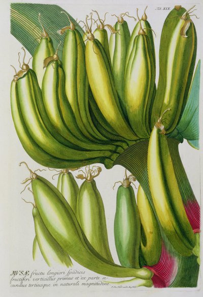 Banan, rytowany przez Johanna Jakoba Haida (1704-67) tablica 19 z księgi botanicznej, wyd. przez Augusta Vind autorstwa German School