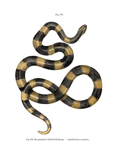 Banded Krait (kolor lito) autorstwa German School