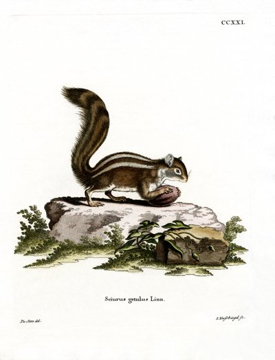 Barbary Ground Squirrel (kolorowy grawerunek) autorstwa German School