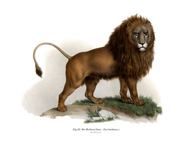 Lew Barbary, 1860 autorstwa German School