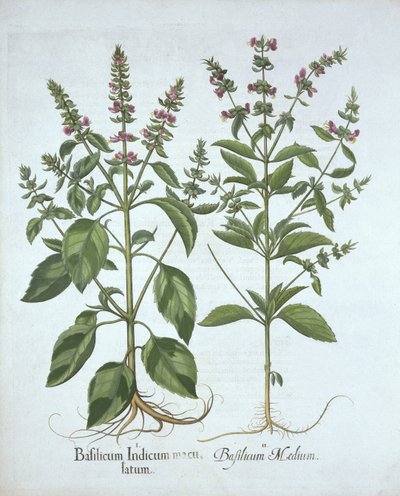 Basil, z Hortus Eystettensis, Basil Besler (1561-1629), wyd. 1613 (grawerowanie ręcznie kolorowane) autorstwa German School
