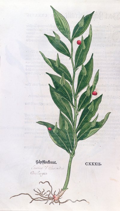 Baytree, ilustracja do Zielnika Leonharta Fuchsa (1501-66), wydana w Bazylei, 1555 (kolorowa rycina) autorstwa German School