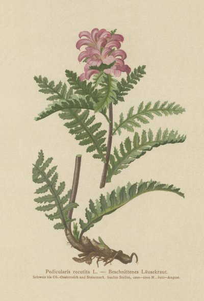Wsza zwyczajny bez dzioba (Pedicularis recutita) autorstwa German School