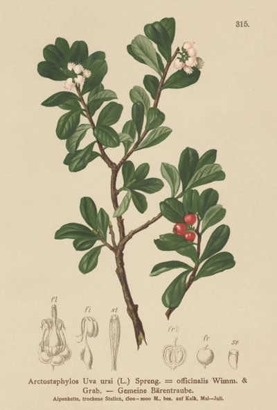 Mącznica lekarska (Arctostaphylos Uva ursi, Arctostaphylos officinalis) autorstwa German School