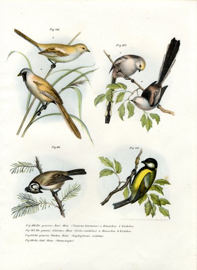 Brodaty Parrotbill, 1864 autorstwa German School