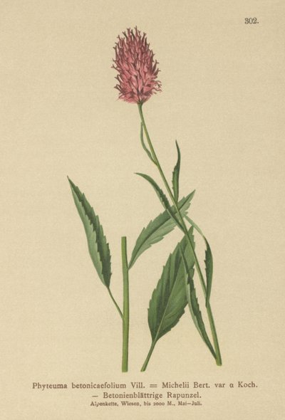 Rampion betonowy (Phyteuma betonicaefolium) autorstwa German School