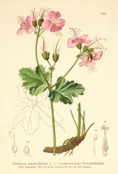 Bodziszek wielkokorzeniowy (Geranium wielkokwiatowy) autorstwa German School