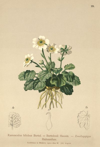 Jaskier Bilobo (Ranunculus bilobus, Ranunculus Bertolonii) autorstwa German School