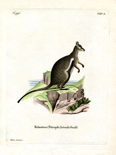 Wallaby czarnonogi (kolorowy grawerunek) autorstwa German School