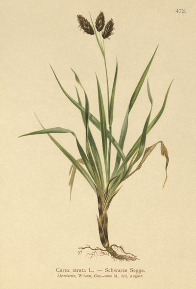 Czarna turzyca alpejska (Carex atrata) autorstwa German School