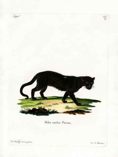 Black Leopard (kolorowy grawerunek) autorstwa German School