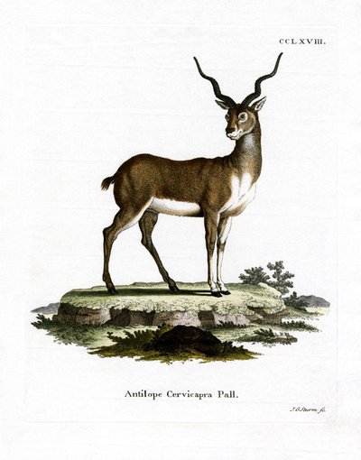 Blackbuck (kolorowy grawer) autorstwa German School