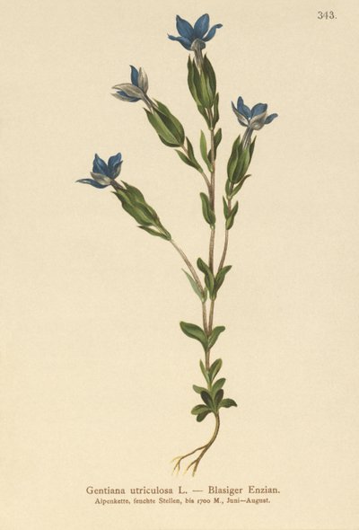 Goryczka pęcherzowa (Gentiana utriculosa) autorstwa German School