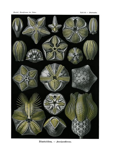 Blastoidea, 1899-1904 autorstwa German School