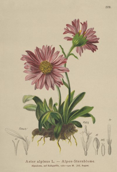 Niebieska stokrotka alpejska (Aster alpinus) autorstwa German School