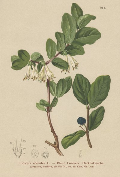 Wiciokrzew niebieski (Lonicera caerulea, Lonicera coerulea) autorstwa German School