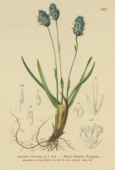 Trawa zwyczajna (Sesleria caerulea, Sesleria uliginosa) autorstwa German School