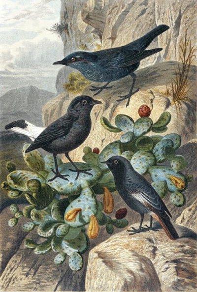 Blue Rock Thrush, Black Wheatear and Redtail, płyta z "Brehms Tierleben: Allgemeine Kunde des Tierreichs", tom 4, s. 57, opublikowane przez Bibliographisches Institut autorstwa German School