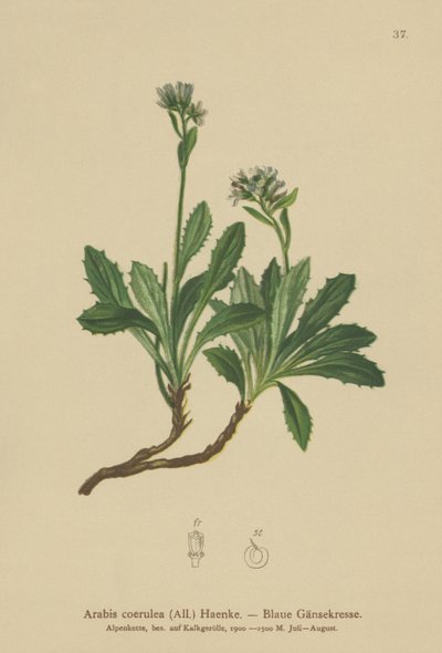 Rzeżucha niebieska (Arabis caerulea, Arabis coerulea) autorstwa German School