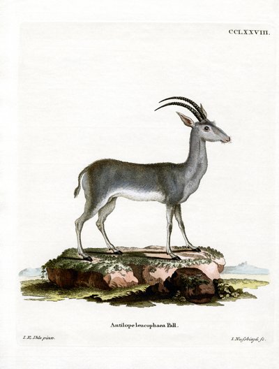 Bluebuck autorstwa German School