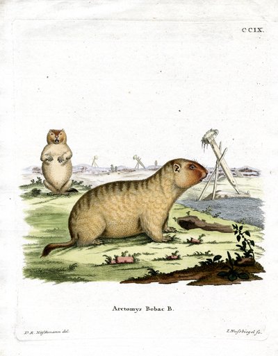 Bobac Marmot (kolorowy grawerunek) autorstwa German School